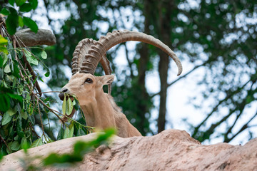 An ibex mountain goat steinbock  bouquetin Capra ibex while feeding on leaves on top of a mountain