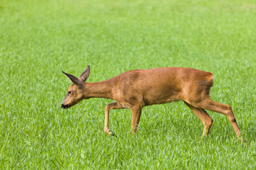Roe deer walking in field