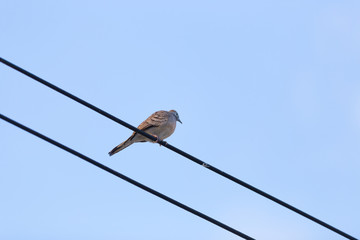 Dove perched on a wire