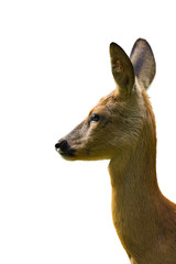 Roe deer portrait isolated on white background