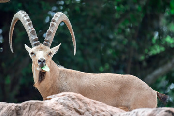 An ibex mountain goat steinbock  bouquetin Capra ibex while feeding on leaves on top of a mountain