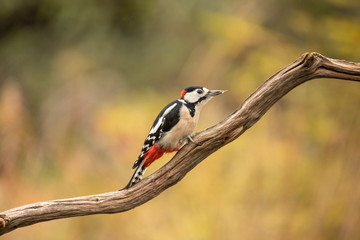 Great Spotted Woodpecker, Dendrocopos major