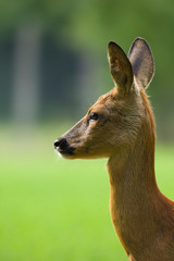 Roe deer portrait