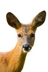 Roe deer portrait isolated on white background