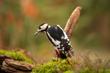 Great Spotted Woodpecker, Dendrocopos major