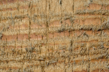 Close up of palm tree background. Coco palm detail bark texture