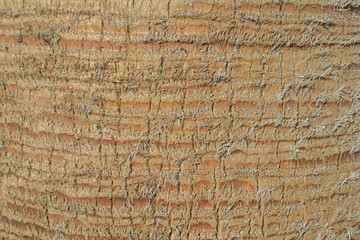 Close up of palm tree background. Coco palm detail bark texture