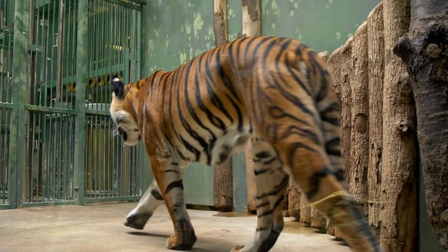 Sumatran tiger (Panthera tigris sondaica) in cage
