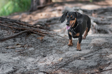 dachshund standing on the ground and lokking away