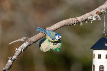 bluetit in a garden in the town of Filipstad in Sweden