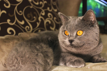 Beautiful cat lying on the couch