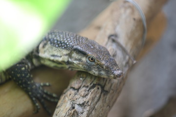 lizard on a rock