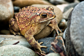 Frog sitting in stone