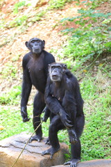 Chimpanzees are sitting