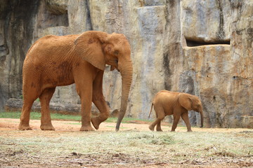 Fototapeta na wymiar elephant in zoo