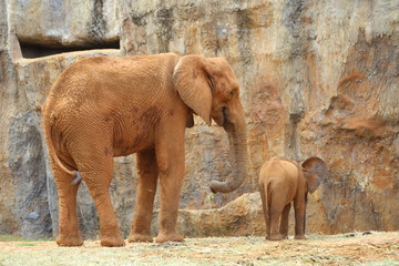 Naklejka premium elephant in zoo