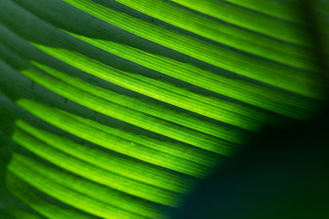 Obraz premium Green Leaf Texture background with sunlight
