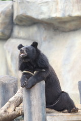 Fototapeta na wymiar bear in zoo