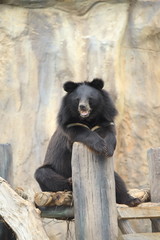 brown bear in zoo