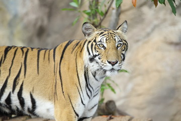 tiger in zoo
