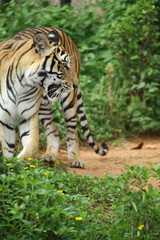 tiger in zoo