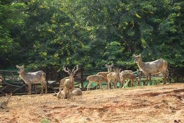 herd of deer