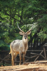 red deer in the forest