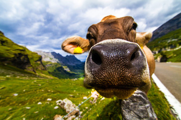 Neugierige Kuh un den Schweizer Alpen