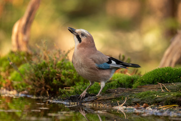 Jay, Garrulus glandarius