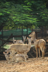 fallow deer in the zoo