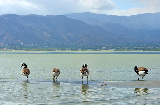 Wild goose at Lake Elsinore, Californa, USA