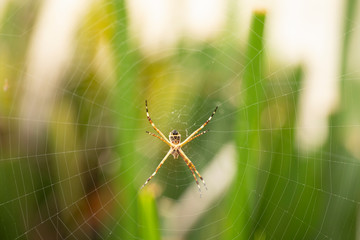 spider on a web
