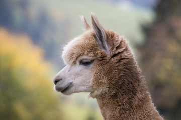 Fototapeta premium portrait of llama close up in switzerland