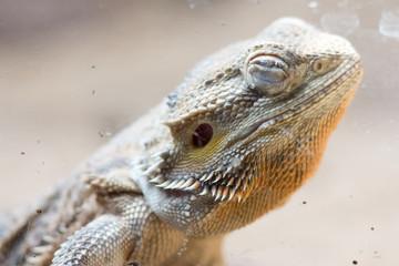 Bearded dragon