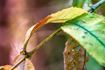 Abstract picture of the beginning of autumn with a green and a yellow leaf on a thin branch.