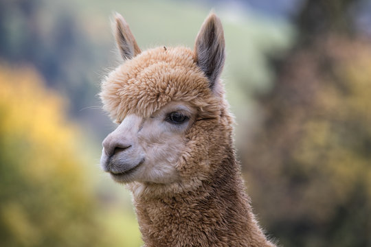 portrait of llama close up in switzerland