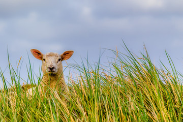 Schaf im Strandhafer auf dem Deich