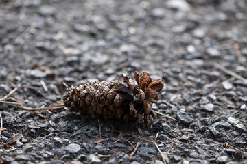 pine cone on tree