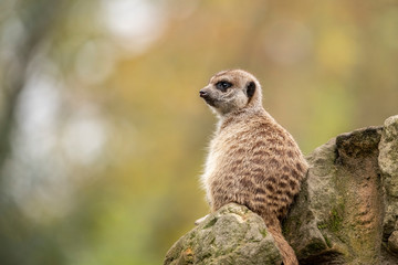Meerkat, Suricata suricatta