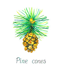 Pine branch with pine cone, isolated on white watercolor illustration with inscription