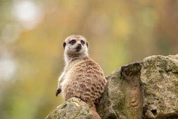 Meerkat, Suricata suricatta