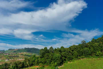 Blue sky and cloud with meadow tree. Plain landscape background for summer poster of thailand.