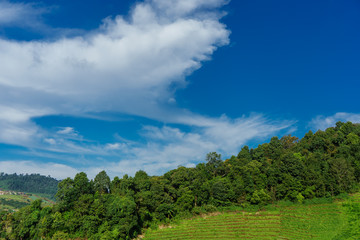 Blue sky and cloud with meadow tree. Plain landscape background for summer poster of thailand.