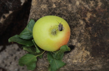 Wanzenapfel