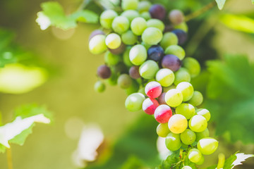 Raisin vert sur une vigne