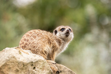 Meerkat, Suricata suricatta