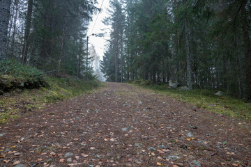 Obraz na płótnie Canvas a nice training track in a autumn forest