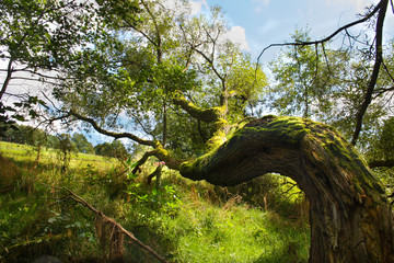 Fototapeta na wymiar tree covered with moss
