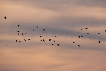 Enten Gänse