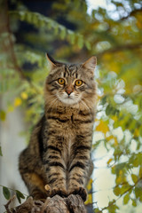 Naklejka na ściany i meble Beautiful, striped cat sits on a tree outside the house